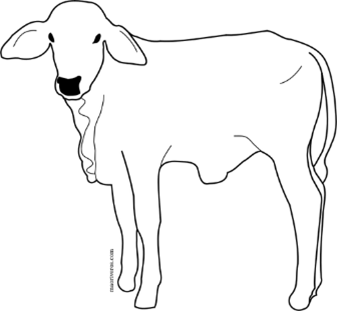 Male calf line art vector image